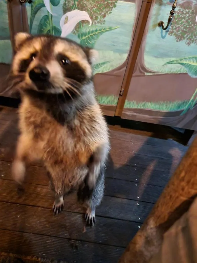 Racoon Lodge Pointe-a-Pitre  Pointe-a-Pitre (Grande-Terre)